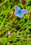 azuré bleu céleste - bellargus