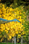 DSC 50487