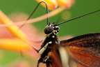 heliconiinae - eueides isabella