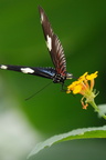 heliconius doris