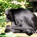 zoo amneville 03.10.2010 041