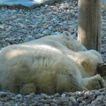 zoo amneville 03.10.2010 209