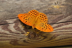 tabac d'espagne - argynnis paphia