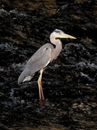 heron cendre