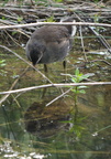 gallinule