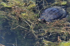 tortue d'eau