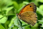 Papillons