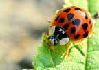 coccinelle