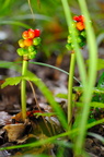gouet - baies dangereuses - arum maculatum