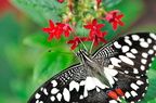 papilio demoleus