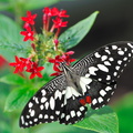 Papilio Demoleus JVA 0113