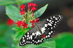 Papilio Demoleus JVA 0113