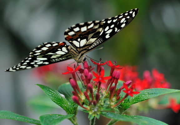 Papilio Demoleus JVA 0111
