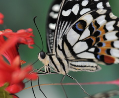 Papilio Demodocus JVA 0141