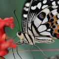 Papilio Demodocus JVA 0141
