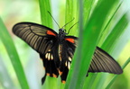 papilio cresponthes