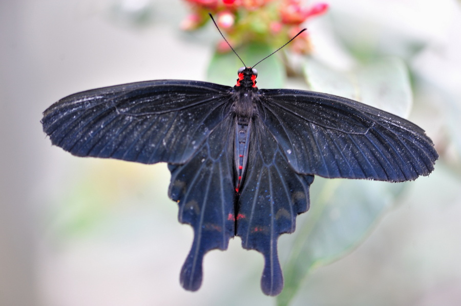 Papilio Cresponthes JVA 0271