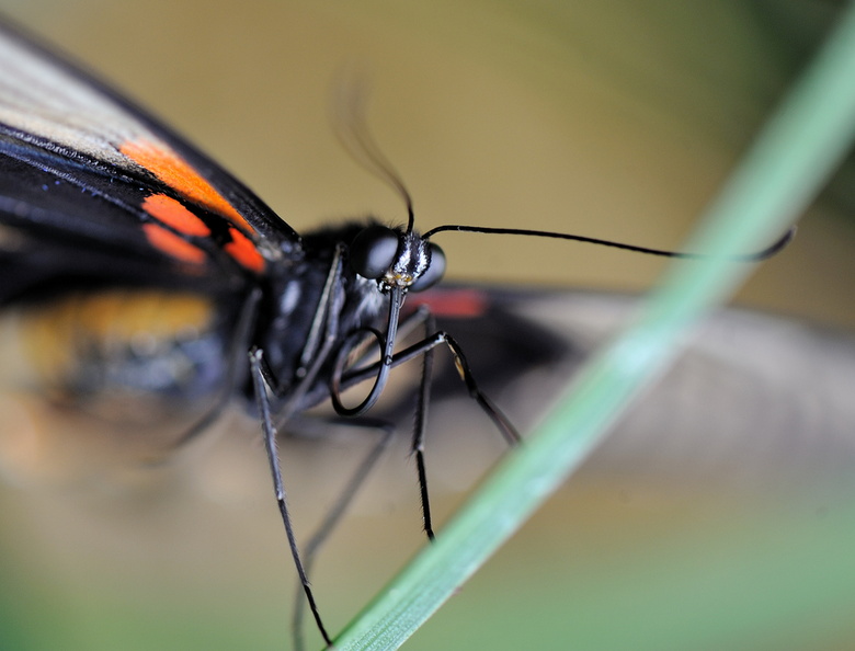 Papilio Cresponthes JVA_0173.jpg