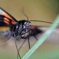 Papilio Cresponthes JVA 0173