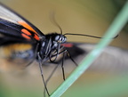 Papilio Cresponthes JVA 0173