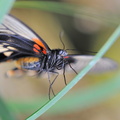 Papilio Cresponthes JVA 0168