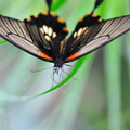 Papilio Cresponthes JVA 0161