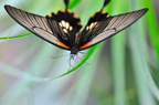 Papilio Cresponthes JVA 0161