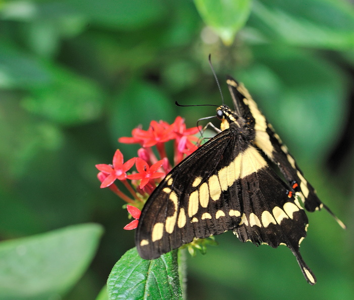 Papilio Cresponthes JVA 0102