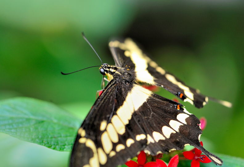 Papilio Cresponthes JVA_0097.jpg