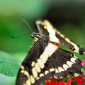 Papilio Cresponthes JVA 0097