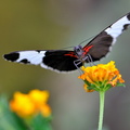 Papilio chresponthes JVA 0333