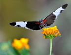 Papilio chresponthes JVA 0333