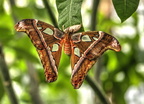 Attacus atlas JVA 0602 3 4 tonemapped