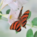 Papillon noir et rouge JVA 0639