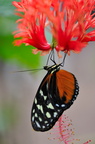 heliconiinae JVA 0650