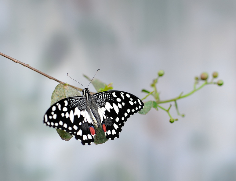 Papilio Demoleus JVA 1012