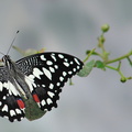 Papilio Demoleus JVA 1014