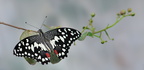 Papilio Demoleus JVA 1014