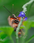 Papillons