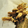 Macro-champignons JVA 8975