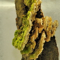 Macro-champignons JVA 8929