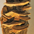 Macro-champignons JVA 8897