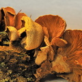 Macro-champignons JVA 8885