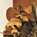 Macro-champignon JVA 8880