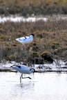 avocette élégante