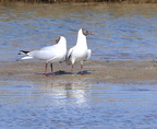 mouette mélanocéphale