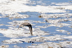 bécasseau sanderling