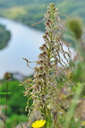Orchidée bouc - Himantoglossum hircinum