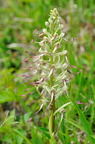 O JVA 0976