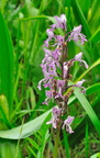 Orchidée sauvage